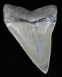 Fossil Mako Shark Tooth - Georgia #61686-1